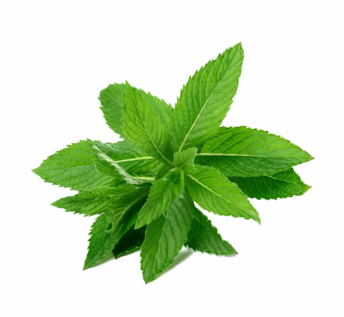 Mint
